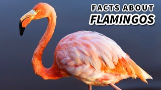 Flamingo Facts Life in EXTREME Environments 🦩 Animal Fact Files [upl. by Nayb785]