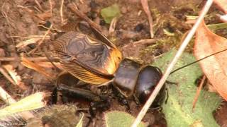 Chant du grillon des champs ou grillons champêtre qui chante dans la video en directe  Gryllidae [upl. by Boehike]