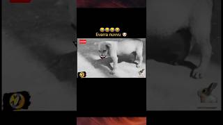 Funny video dog 😂ytshorts shorts funny [upl. by Coppola]