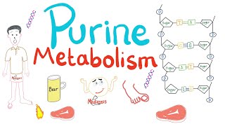 Purine Metabolism De Novo Salvage Degradation Uric Acid [upl. by Terraj260]