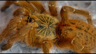 Pterinochilus murinus usambara vs Pterinochilus murinus coś [upl. by Jules]