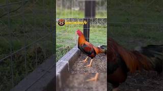 Asil gamefowl of Tocumbo Ranch gamefowlviralph rooster gamefowlbreeder gamefowls [upl. by Inafets]