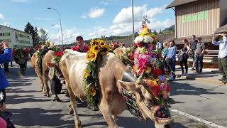 Alpabfahrt Entlebuch 2019 Schüpfheim [upl. by Darrick]