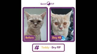 FIP Treatment Stories from Basmi FIP™ Malaysia and Indonesia [upl. by Houston]