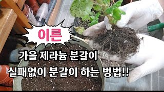 pelargonium 이른 가을 제라늄 분갈이시 실패없이 하는 화분갈이 방법 [upl. by Nahsed395]