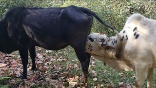 Amazing Big bull drinking cow milk part 9big bull breeding cow milk big bull drinking milk new2022 [upl. by Esoryram]