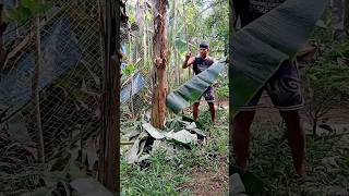 Organic fertilizer pag ma decompost simplengideya simplengbuhayprobinsya buhaybukid simpletips [upl. by Anyt450]