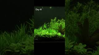 Amazing Aquarium Timelapse [upl. by Aivatnwahs]