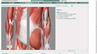 Anatomie Obere Extremität Muskel 711 Grobe Übersicht [upl. by Notsniw]