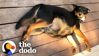 Pregnant Dog Raises An Incredible Amount of Puppies  The Dodo Foster Diaries [upl. by Ijok]