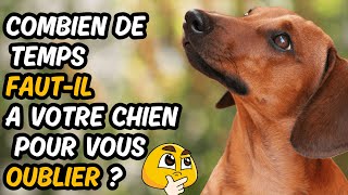 LA MÉMOIRE DES CHIEN EXPLIQUÉE 👉 Des Révélations Étonnantes [upl. by Oeak35]