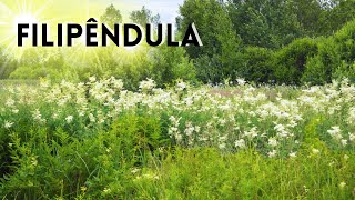 FILIPENDULA CONHEÇA SEUS USOS BENÉFICOS [upl. by Yort]