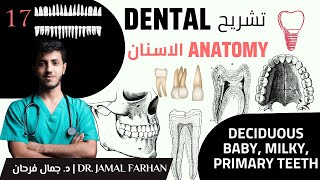 Dental Anatomy Course  lecture 1  part 17  Deciduous Baby Milky Primary Teeth  تشريح الأسنان [upl. by Kirbee]