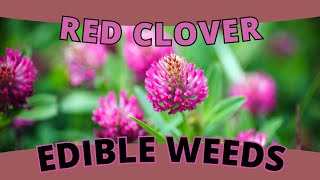 Edible Weed RED CLOVER  More Than Just a Lucky Charm Trifolium pratense [upl. by Strage]