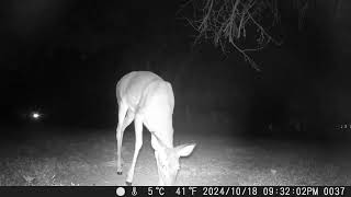 Look at the pretty deer so close to the camera in the night trail camera 20241029 [upl. by Adalbert57]