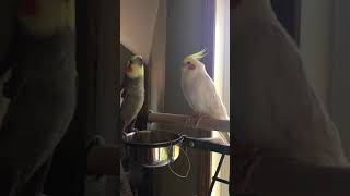 Hormonal Cockatiels Mating Display [upl. by Karolina]