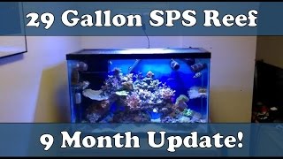 29G Petco quotDollar a Gallonquot SPS Tank 9 Month Update [upl. by Fabrice]