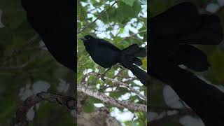 Male Greattailed Grackle at Lake Murray [upl. by Ahsiea]