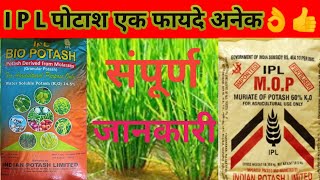 Potash fertilizer।।ipl potash fertilizer price।।difference between molasses potash and mop।ipl [upl. by Vastha16]