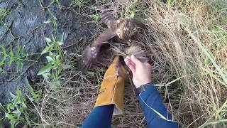 hunting with crested goshawk quot berburu menggunakan elangquot [upl. by Dolan]