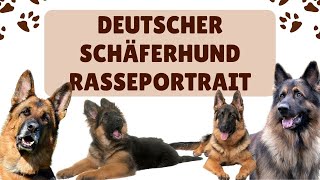 Deutscher Schäferhund Rasseportrait [upl. by Josiah]