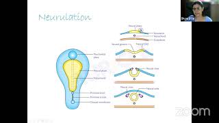 Auricles Exam Mastery Anatomy Live Class about Germinal period by Dr Divya [upl. by Pelagi]