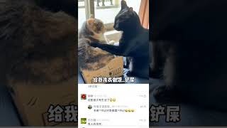 funny animal short videotwo cats deeply interpret the face of a man in a new relationship [upl. by Eedrahc]