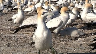 Nesting Gannets in New Zealand [upl. by Leirej]