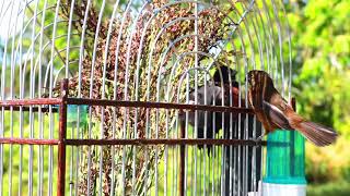 FEMALE FÊMEA BULLFINCH  CURIÓ  PIKOLET ON THE CAGE OF A MALE [upl. by Nelleh877]