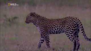 National Geographic Safari Adventures Africa Lions Wildlife Documentary 2021 Nat Geo HD Wildlife [upl. by Earased497]