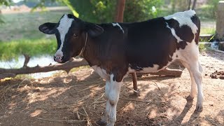 De Heus calf starter feed result gujjusfarming9394 [upl. by Lira211]