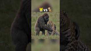 Baboon vs Leopard animals wildanimals foryou [upl. by Agnesse35]