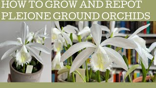 How to grow and repot Pleione formosana ground orchids [upl. by Ahpla]