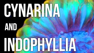 Cynarina and Indophyllia Coral Care Tips [upl. by Huesman]