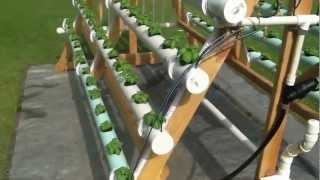 Homemade vertical AFrame hydroponic system Facebook httpswwwfacebookcomgreenerways [upl. by Neyr296]