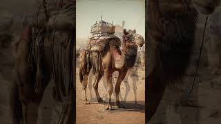 Camels in Australias Postal Service [upl. by Charbonneau857]