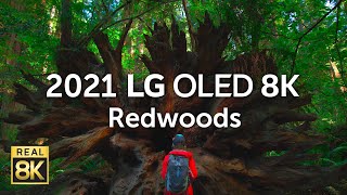 2021 LG OLED 8K l Redwoods 8K HDR 60fps [upl. by Gussie]