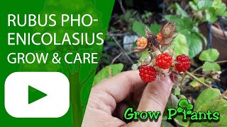 Rubus phoenicolasius  grow amp care Wineberry [upl. by Pietra424]