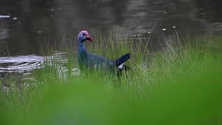 Greyheaded swamphen purple swamphen [upl. by Mikes]