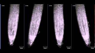 ZEISS Lightsheet Z1 Arabidopsis root growth [upl. by Emile]