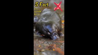 5 Fascinating Facts about the Platypus🤔 short viral animals discovery adventure platypus [upl. by Shaughn]