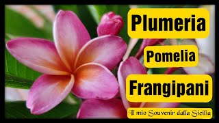 Plumeria Pomelia o Frangipaniil mio Souvenir dalla Sicilia [upl. by Rimma]