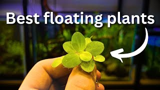 Best Floating Plants TOP 5 and beginner guide [upl. by Atteniuq]