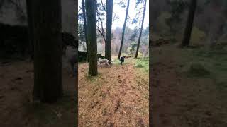 Irish Wolfhound Puppies amp White Swiss Shepherd Puppies Walk together [upl. by Ylas362]