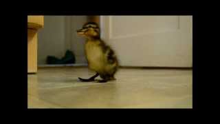 Cute Duckling Follows Man [upl. by Nabila]