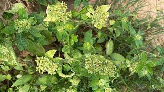 Euphorbia heterophylla music nature flowers [upl. by Laitselec382]