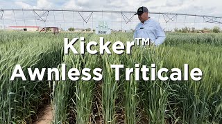 Kicker Triticale is completely awnless [upl. by Llerrod]