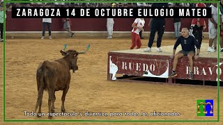 Zaragoza El Pilar 14 ▪ 10 ▪23 Suelta de Vaquillas ▪ Ganadería Eulogio Mateo [upl. by Odraleba529]