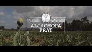 Alcachofa Prat  Ingrediente rico para bajar de peso [upl. by Paolina]