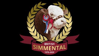 Sale of Simmental Bulls at Stirling 1000am on Monday 19th February 24 [upl. by Mhoj351]